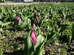 В «Параде тюльпанов-2020» в НБС примут участие сто тысяч цветков двухсот сортов