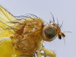 Американские ученые назвали новый вид насекомых в честь Леди Гаги