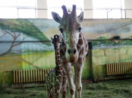 Калининградский зоопарк закрыли из-за урагана