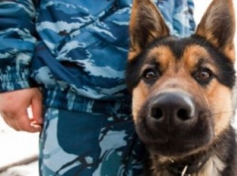 Жителя Шимановска выдала служебная собака