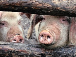 В Югре начали закрываться свинокомплексы. Фермеры обратились к депутатам Югры с просьбой помочь им выжить