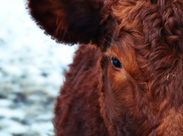 Забывчивая жительница Кузбасса погибла из-за сбежавших коров