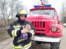 В Ракитном пожарные спасли застрявшего на дереве кота