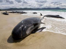 Летом в Крыму начнет работать "скорая помощь" для дельфинов