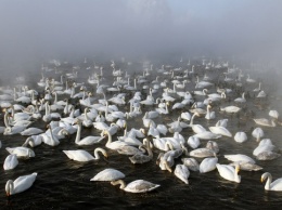 Летите лебеди. На озере Светлом подходит к концу сезон зимовки лебедей