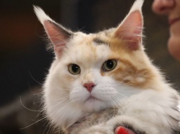 "Они обдолбанные": кемеровчане пожаловались на жестокое отношение к котам на выставке