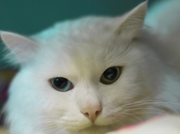 В Петрозаводске пройдет выставка-раздача кошек