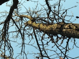В Белгородской области штормовой ветер повалил деревья и оборвал провода