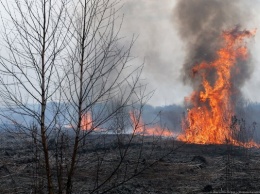 МЧС: на выходных в Калининградской области случился «всплеск» палов травы