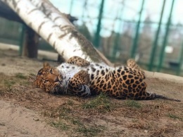 Белгородский зоопарк откроется через две недели