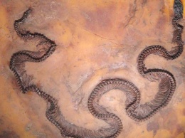 Ученые изучили ископаемую змею с инфракрасным зрением