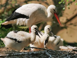 В Приамурье специалисты ждут от аистов больше птенцов