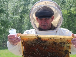 В Алтайском крае встали на защиту среднерусской пчелы