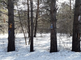 Житель кузбасского города нашел в лесу следы сатанинских обрядов