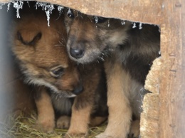 В Нижневартовске зоозащитники нашли в отлове 18 мертвых щенков