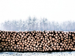 Иностранного бизнесмена будут судить за контрабанду леса из России