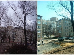 Кому-то помешали. Почему срубили деревья во дворе пятиэтажки Белгорода?