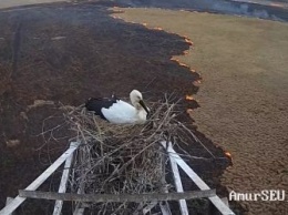 Гнездо аистов под Тамбовкой оказалось в эпицентре пожара