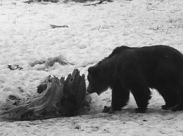 На Алтае начали просыпаться медведи