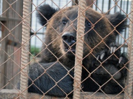 В зоопарке Благовещенска проснулись медведи
