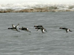 Мобильные группы для охраны мигрирующих птиц созданы в Приамурье