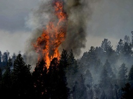 Пожароопасный период начнется в лесах Алтайского края 10 апреля