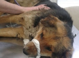 Старый пес стал жертвой неизвестного стрелка в Биробиджане