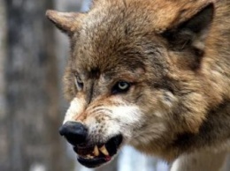 В Приамурье насчитали больше трех тысяч волков