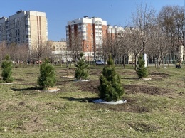 В парках Белгорода высаживают саженцы деревьев