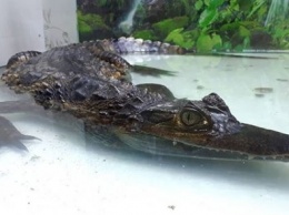 Рептилии из контактного барнаульского зоопарка из-за пандемии переехали на ПМЖ в «Лесную сказку»