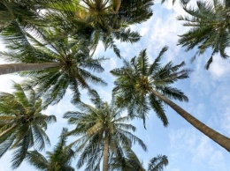 Эколог: Сочи потеряет пальмы из-за благоприятного для насекомых климата
