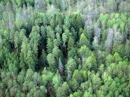 Почти 30 тысяч гектаров лесов восстановили в Приамурье