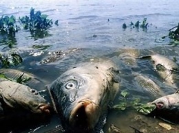 Виновник в массовой гибели рыбы в Чувашии отделался штрафом