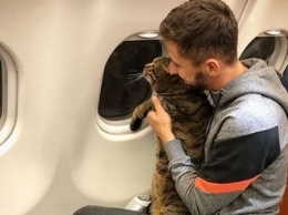 В Москве пассажира не пустили на самолет из-за толстого кота