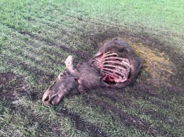 В Саратовской области браконьеры убили беременную лосиху