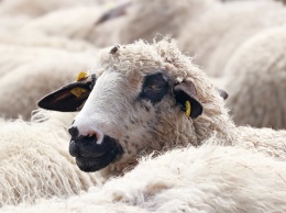 Бывший пастух заподозрен в краже 12 белых овец