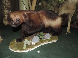 В музее Свободного «поселился» бурый медведь