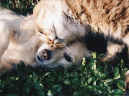 У владельцев кошек и собак коронавирусная инфекция протекает в легкой форме или бессимптомно