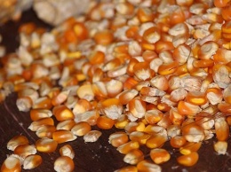 Более 700 тонн семян кукурузы закупили аграрии Алтайского края
