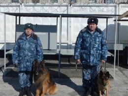 В Алтайском крае сотрудники тюрьмы обнаружили 48 свертков с наркотиками