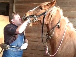 Благовещенских коней осмотрел стоматолог из Франции
