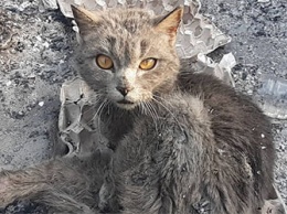 Амурчане спасают ласкового кота с «мертвой» лапкой