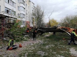 В Белгороде поваленное ветром дерево повредило 4 авто