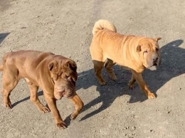 Кемеровчане ищут хозяев двух породистых собак