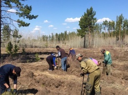 В рамках акции «Сад памяти» в Алтайском крае высадят свыше 2 млн. саженцев