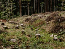 В Полотняном Заводе вырубили лес на 1,9 млн рублей