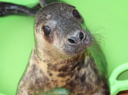 Калининградский зоопарк взял тюленя на реабилитацию (фото)