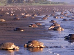 Пустующие туристические пляжи в Таиланде заполнили редкие виды черепах