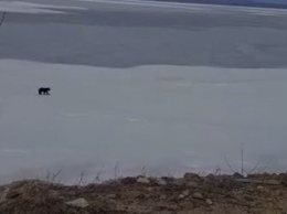Амурчане делятся видео с гуляющим по Бурейскому водохранилищу медведем