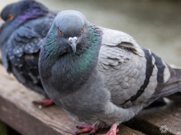 Ученые ВШЭ предупредили о риске распространения COVID-19 птицами